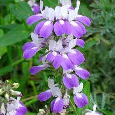 Chinese Houses Annual Flowers Flower Seeds Flowers
