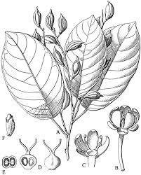 Image result for Hippocratea apocynoides