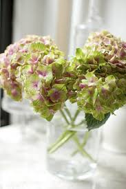 Kết quả hình ảnh cho cẩm tú cầu nhiều màu