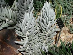 Image result for Caputia