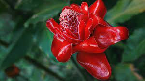 Tilapia is the second most popular type of fish in nigeria. What Flowers To Buy In Nigeria Flowerandballooncompany Com