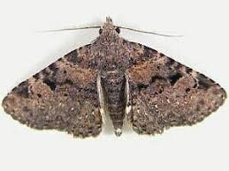 Image result for Mitrasacmopsis quadrivalvis