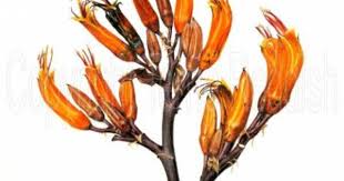 Native drawing new zealand flowers. Flower Line Drawings Flax Flowers Botanical Drawings