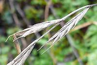 Maybe you would like to learn more about one of these? Brachypodium Sylvaticum Wikipedia