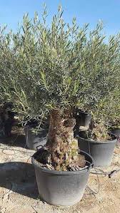 Large Bonsai Style Old Olive Trees For Sale Uk Olive Trees For Sale Olive Trees Garden Garden Trees