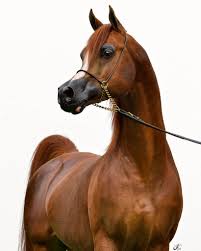 Enzo Padrons Psyche Rd Bey Shampane 1999 Chestnut Purebred Arabian Stallion At Sevgisi Arap Ati Guzel Atlar