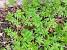 Annual Meadow Grass
