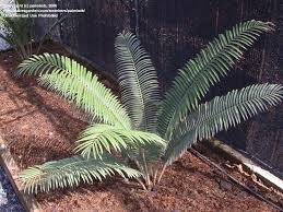 Image result for Encephalartos aplanatus