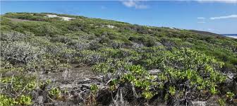 Image result for Erythroxylum platycladum