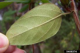 I have two honeysuckle vines in a somewhat shady area. Japanese Honeysuckle Reconnecting To Our Waterways