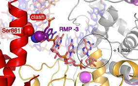 Remdesivir is an intravenous nucleotide prodrug of an adenosine analog. Eurekalert Science News Releases