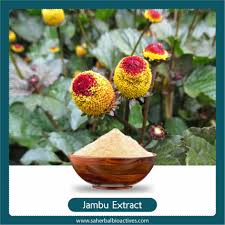 Image result for Acmella