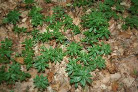 Der Waldmeister Duft Des Waldes Naturgarten Waldmeister Pflanzen Heilpflanzen