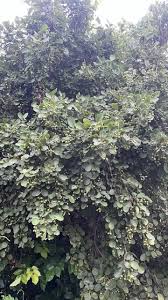 Image result for Toddalia crenulata