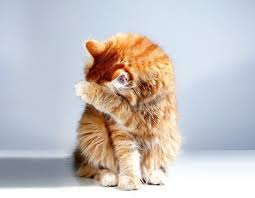 Red throws as an orange tabby, or orange tabby patches (such as the cow print kitten from the mother of my cats. Pin On Cats