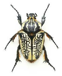 Pterochaos Nebulosus Goliath Beetle Gyriosomus Parvus Alain R Truong Insecte Noir Insectes Scarabee