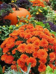 We home grow over 120,000 fall mums each season! 46 Fall Mums Ideas Fall Mums Fall Fabulous Fall