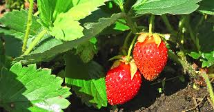 Learn how to plant, grow, and harvest strawberries in your garden with this growing guide from the old farmer's almanac. How To Plant And Grow Strawberries Gardener S Path