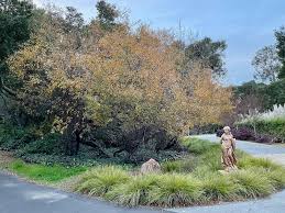 Image result for Salix