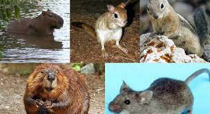 You can use this swimming information to make your own swimming trivia questions. Which Of These Animals Is Not A Rodent Trivia Questions Quizzclub