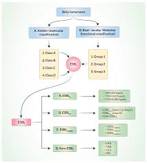 Image result for Extended Spectrum Penicillin