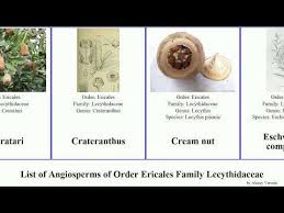 Image result for Crateranthus