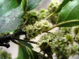 Image result for Polysphaeria lanceolata