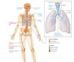 Representative Locations Of Hyaline Cartilage Elastic Cartilage And Fibrocartilage Are Shown On An Anterior View O Hyaline Cartilage Axial Skeleton Cartilage
