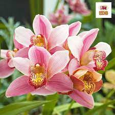 Pin On Floriculture