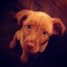 Cain the american 😀8,5 month