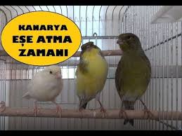 Kanaryalari Ese Atmak Icin Dogru Zaman Nedir Youtube 2020 Youtube