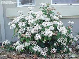 Lipomea alba è una pianta perenne ma viene coltivata come annuale nelle zone dal clima freddo. 10 Viburnum Facili Da Coltivare Per Siepi Colorate E Profumate Verdeblog