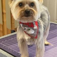 TOP 10 BEST Pet Groomers near Blairsville, GA