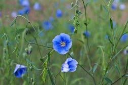 Uber Leinen Leinens Ohg Garten Blaue Blumen Pflanzen