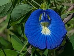 Image result for Clitoria kaessneri