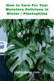 Aug 25, 2018 · monstera deliciosa care. How To Care For Your Monstera Deliciosa In Winter Plantophiles Monstera Deliciosa Plant Care Monstera
