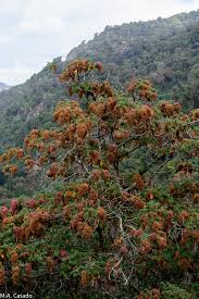 Image result for Hagenia abyssinica