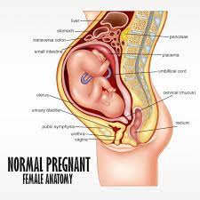 The uterus, or womb, is a hollow organ located centrally in the pelvis. Normal Pregnant Female Anatomy Female Anatomy Female Reproductive System Anatomy Human Body Anatomy