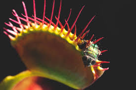 Pero… ¿qué ocurre si no recibe la cantidad de luz que necesita o no se está regando correctamente? Donde Vive La Planta Carnivora Actualizado 2020