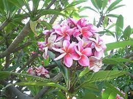 Plumeria Rubra Frangipani Pink