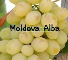 Soiuri vita de vie struguri de masa. Dezactivate Butasi ViÈ›Äƒ De Vie AltoitÄƒ Anul 2 È™i 3 Din Soiul Moldova Alba Galati Olx Ro