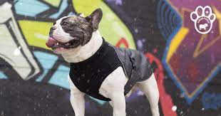 Canada Pooch Dog Clothes And Accessories Dog Apparel Dog Coats Dog Raincoat Pooch