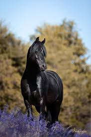 Welsh B Hengst By Melanie Sebastian Photography Pferdefotografie Tierfotografie Pferd Stallion Horse Pferde Fotografie Pferdefotografie Tierfotografie