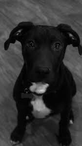 Black And White Labrador Puppy Pin By Thalia Suzuki On Doge Dog Love Puppies Cute Animals