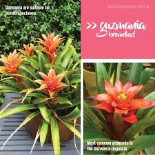 You can also use larger rocks to help reinforce and define the landscape. Planting And Growing Bromeliads Bromeliad Types About The Garden Magazine