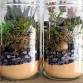 CRAFT: Terrariums in a Jar event image