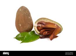 Image result for Swietenia