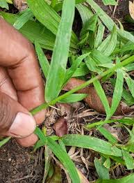 Image result for Paspalum conjugatum