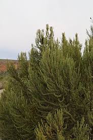 Image result for Cliffortia nitidula