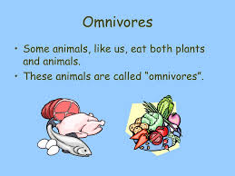 Examples of omnivores are pigs, bears, racoons and man. Producers And Consumers The Food Chain Ppt Download